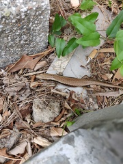 Eutropis longicaudata