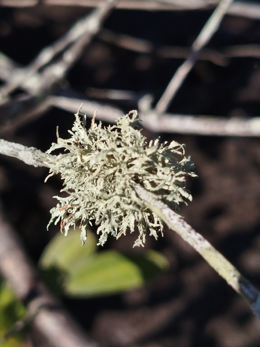 cartilage lichen