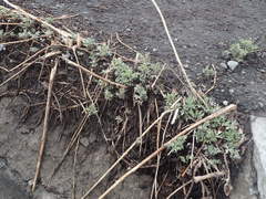 Artemisia vulgaris kamtschatica