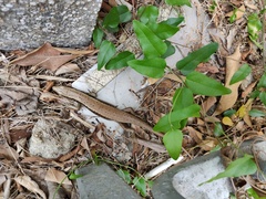 Eutropis longicaudata