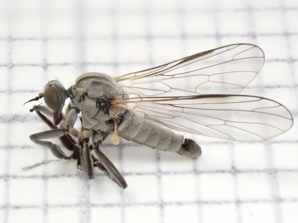 Hilara intermedia