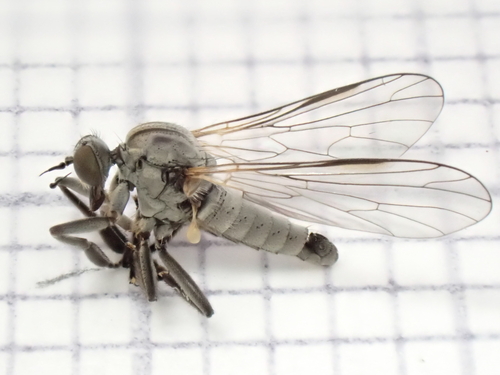 Hilara intermedia