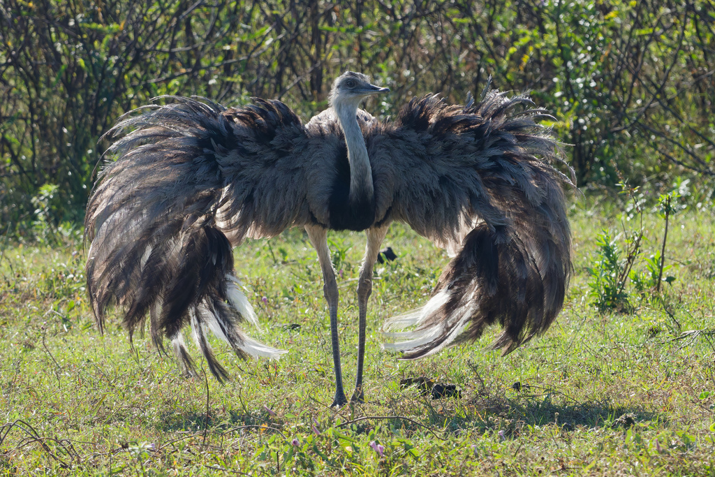 Rheas