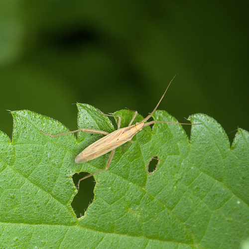 Grass bug