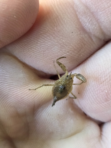 Eurasian Water Scorpion