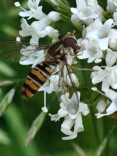 Marmalade Hover Fly
