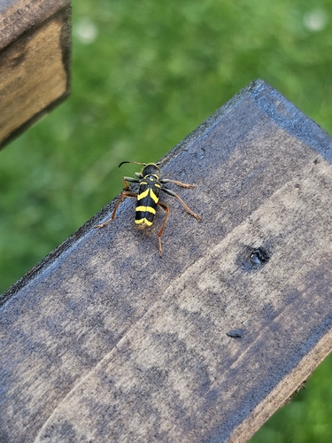 Wasp Beetle