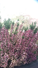 Calluna