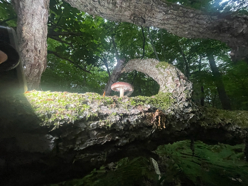 Shiitake