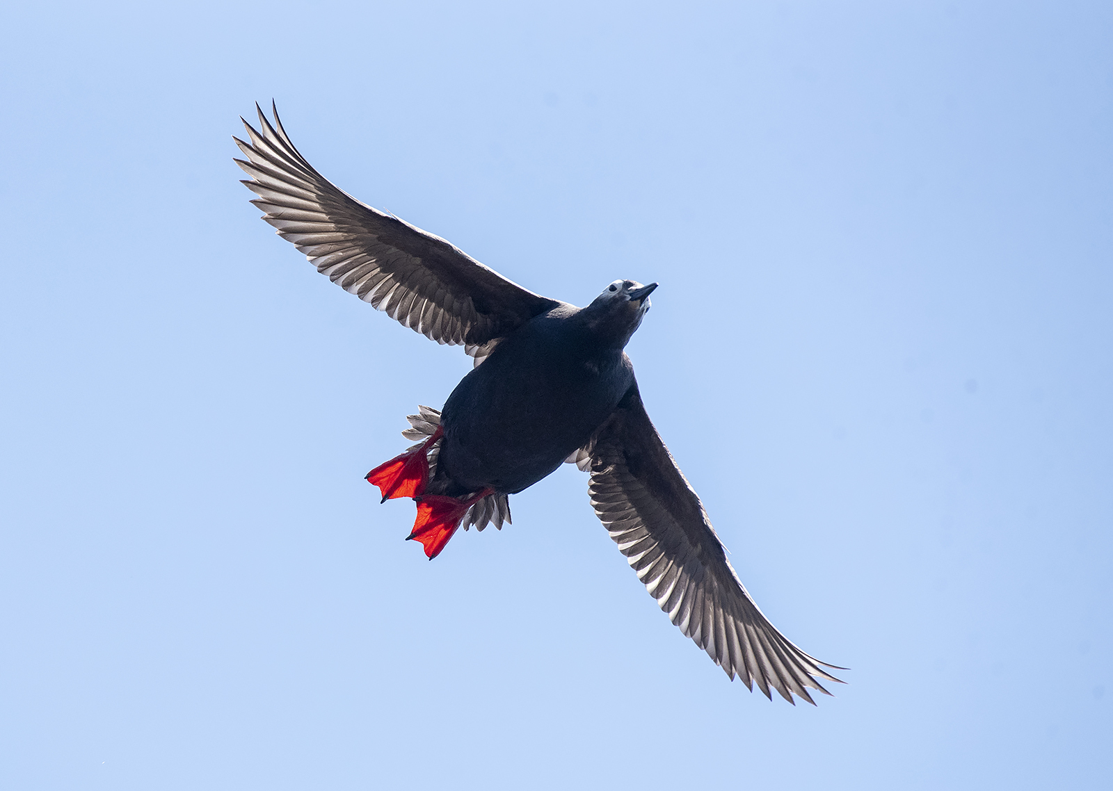 Spectacled Guillemot (Cepphus carbo), photo 6