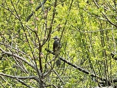 Hypsipetes amaurotis