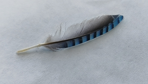 Plume de Geai des chênes