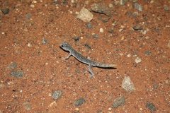 Strophurus ciliaris aberrans