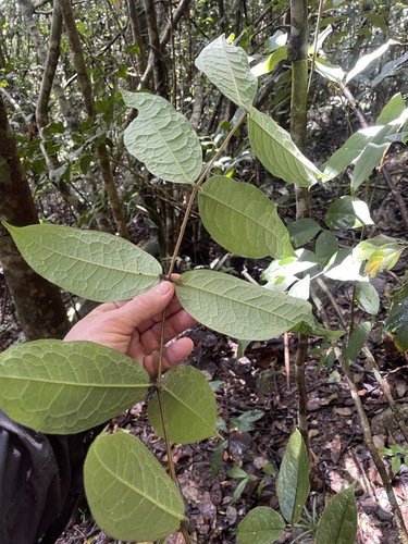 Palmeria scandens observed 2026-06-27