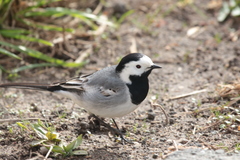 Motacilla alba