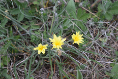 Pseudopodospermum molle