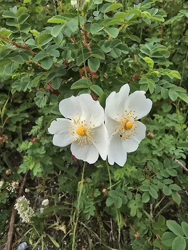 Burnet Rose