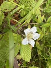 Rubus hirsutus