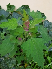 Chenopodium formosanum