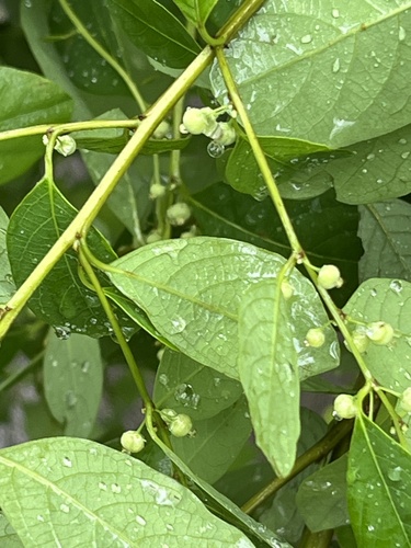 Flueggea suffruticosa, photograph 4