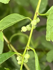 Flueggea suffruticosa, photograph (c) 謝麗霦, some rights reserved (CC BY)