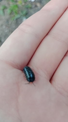 Common Pill Woodlouse