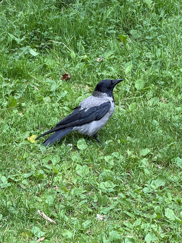 Hooded Crow