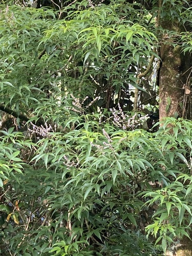 Vitex altissima observed 2026-06-27