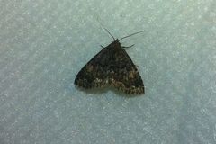 Metalectra diabolica