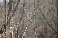 Heracleum sosnowskyi