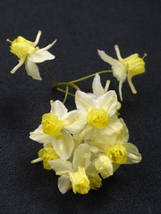 Epimedium × versicolor