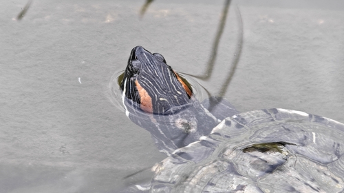 Pond Slider