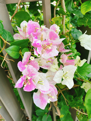 Bougainvillea