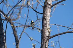 Setophaga coronata auduboni