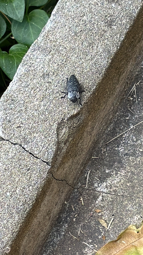 Flat-headed Root-borer