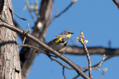 Setophaga coronata auduboni