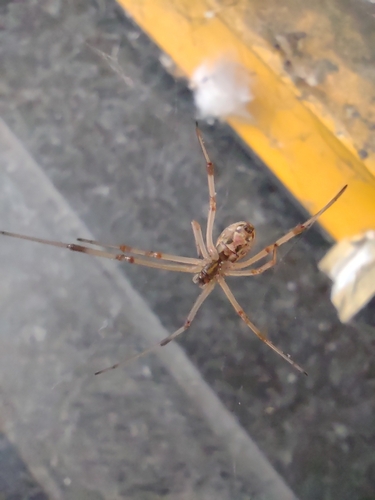 Brown Widow