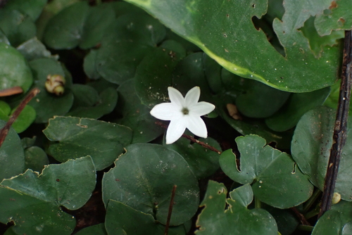 Geophila herbacea, photograph 6