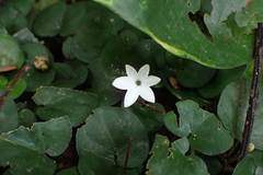 Geophila herbacea, photograph (c) Michael Berardozzi, some rights reserved (CC BY)