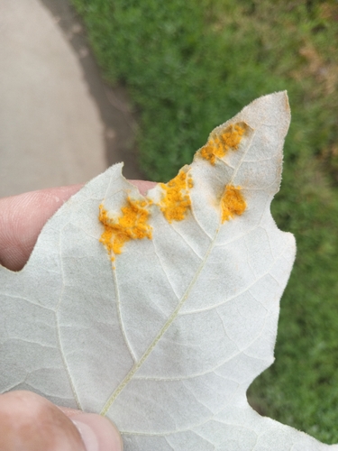 Melampsora populnea, 2026-06-27