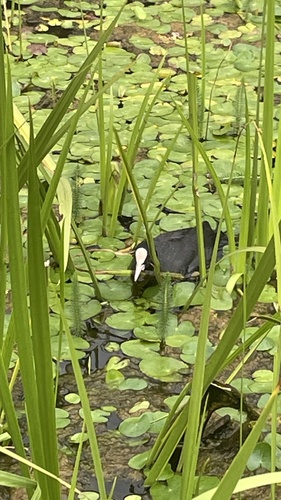 Eurasian Coot