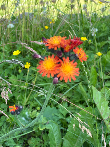 orange hawkweed