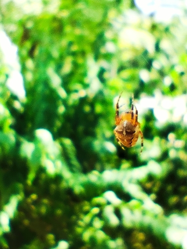 Cross Orbweaver