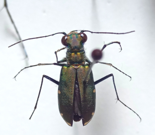 Calomera funerea