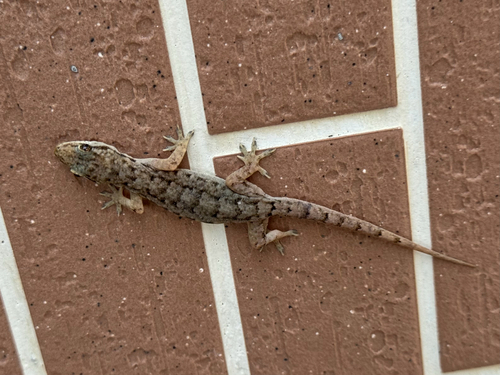 Oriental House Gecko