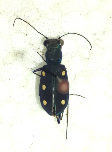 Yellow-spotted Tiger Beetle