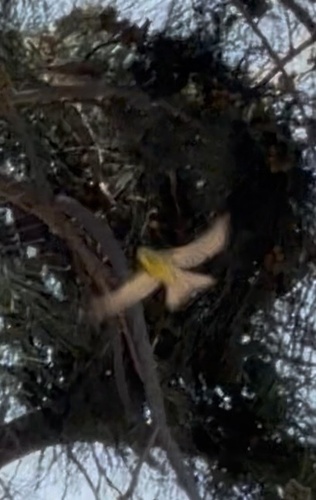 European Serin