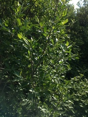 Salix