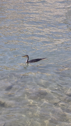 European Shag
