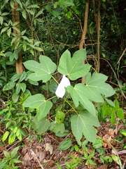 Ficus grossularioides, photograph (c) Michael Berardozzi, some rights reserved (CC BY)